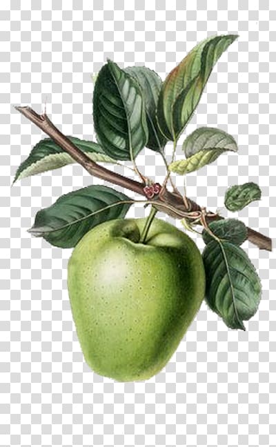Green Apple Sketch Fruit With Leaf Isolated On Watercolor Round Background  Hand Drawn Doodle Vector Organic Food Label Environmentally Friendly  Product Vegan Cuisine Vegetarian Menu Stock Illustration - Download Image  Now - iStock