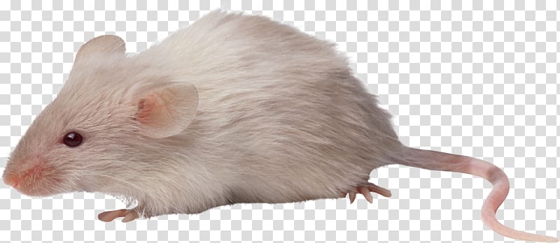 Computer mouse Rat Rodent, mouse, rat transparent background PNG clipart