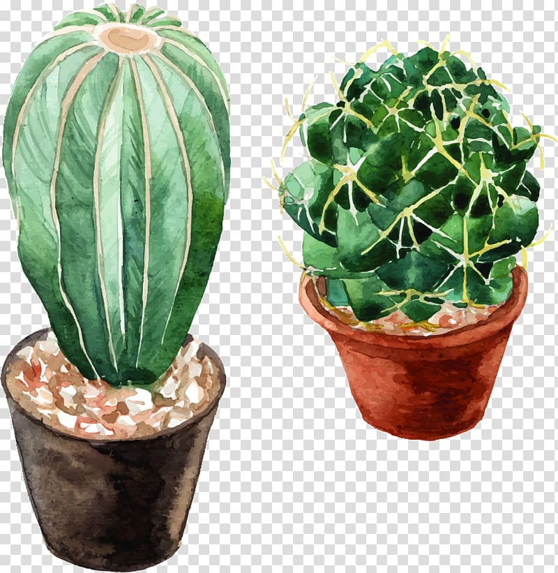 green cactus , Watercolor: Flowers Cactaceae Watercolor painting, watercolor cactus transparent background PNG clipart