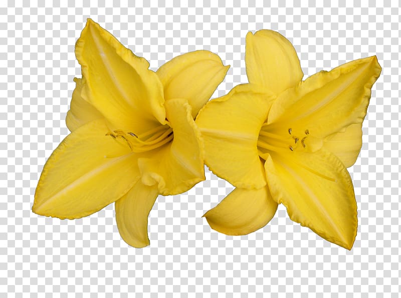 Carambola Daylily Lilium, others transparent background PNG clipart