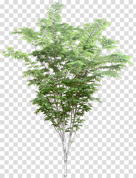 .dwg Twig Tree Architect Evergreen, tree transparent background PNG clipart