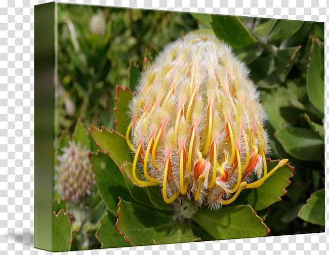 Sugarbushes Close-up Pollen, Proteas transparent background PNG clipart