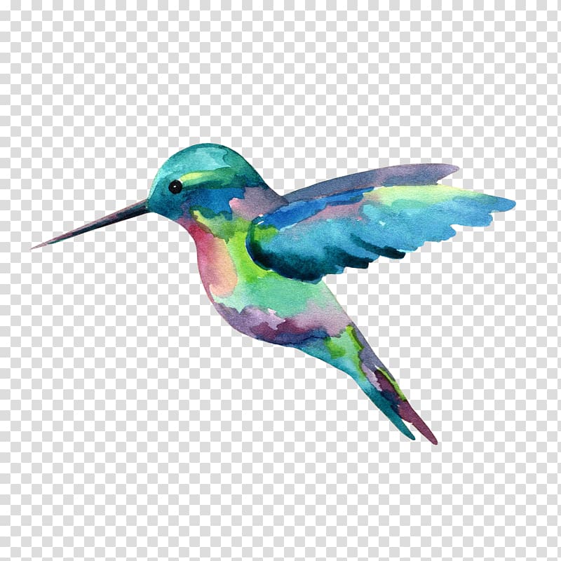 Hummingbird Watercolor painting, painting transparent background PNG clipart