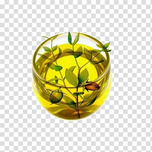 green leafed plant, Skin care Jojoba oil Hair, Jojoba oil natural plant material transparent background PNG clipart