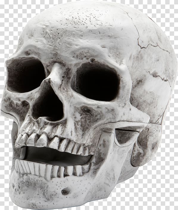 Skull Human skeleton Homo sapiens, skull transparent background PNG clipart