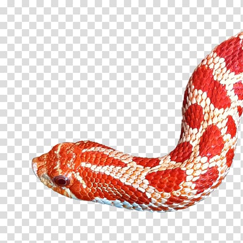 Western hognose snake Reptile Kingsnakes Elaphe carinata, bearded dragon transparent background PNG clipart