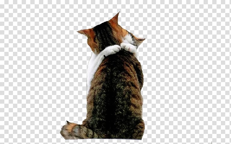 York Chocolate Kitten Love Hug , Hugging cat transparent background PNG clipart