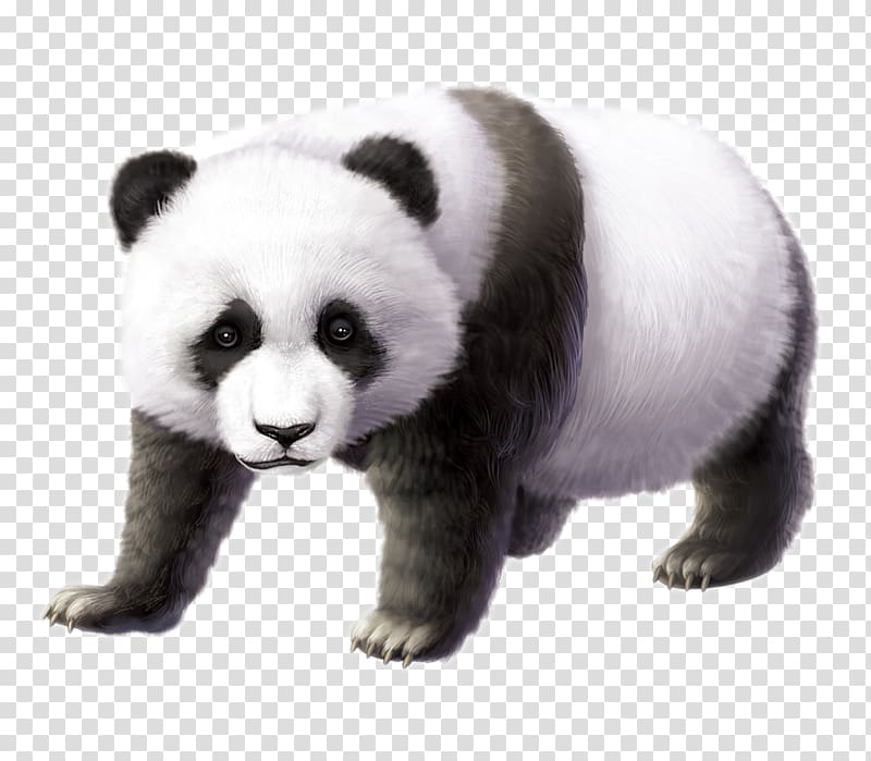 Chengdu Research Base of Giant Panda Breeding Cuteness, David Panda transparent background PNG clipart