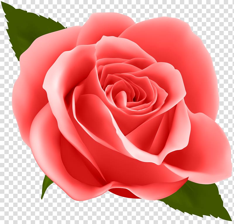 Flower Rose , Red Rose transparent background PNG clipart