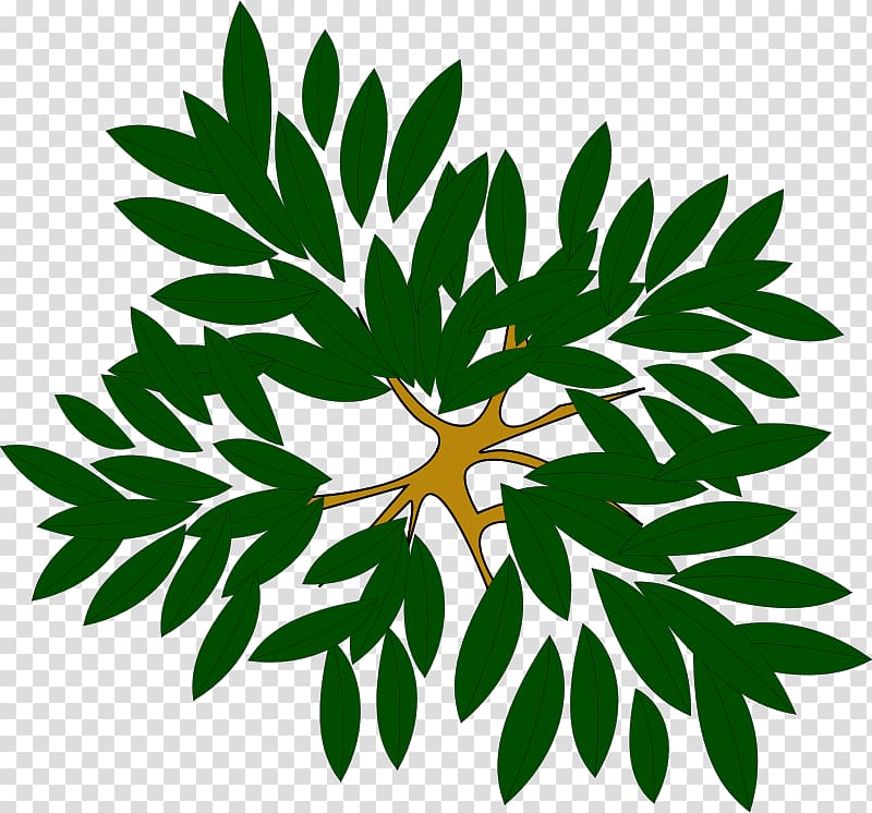 Tree Plant , Clump transparent background PNG clipart