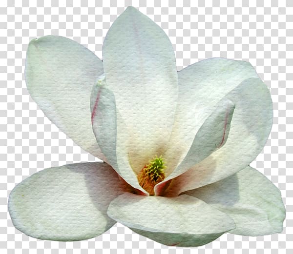 Petal Southern magnolia Magnolia family Flower, Magnolia tree transparent background PNG clipart