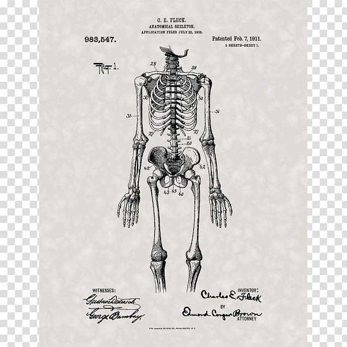 Human skeleton Human anatomy Human body, Skeleton transparent background PNG clipart