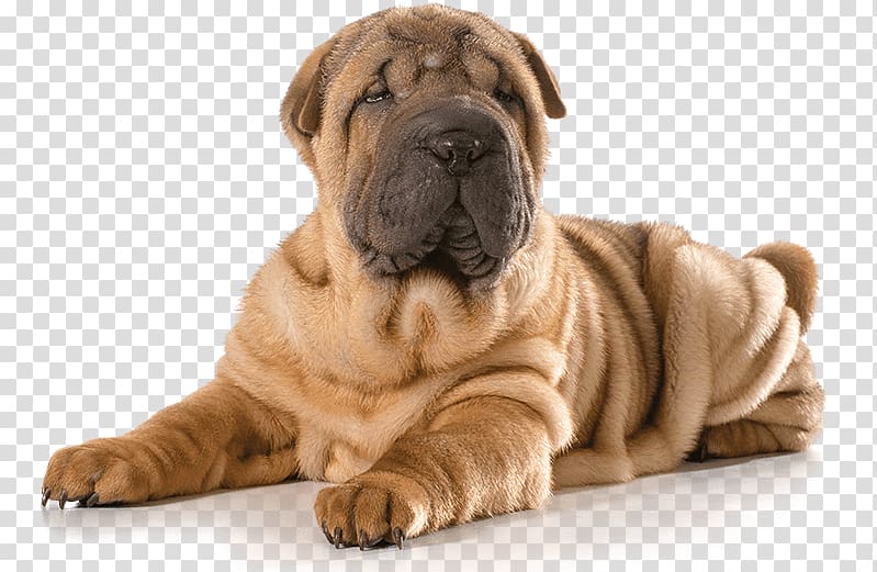 Mini Shar Pei Puppy The Chinese Shar-Pei Dog breed, puppy transparent background PNG clipart