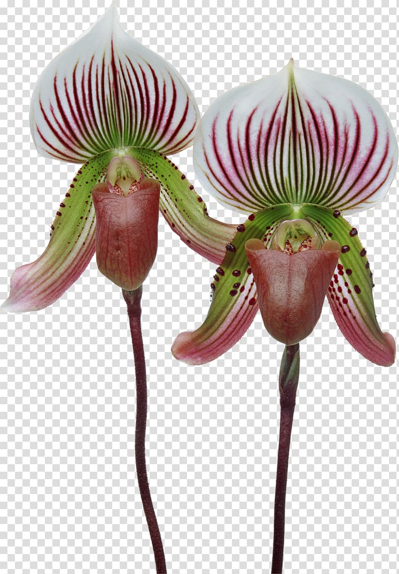 Singapore orchid Cypripedium formosanum Moth orchids Paphiopedilum Plant, orchid transparent background PNG clipart