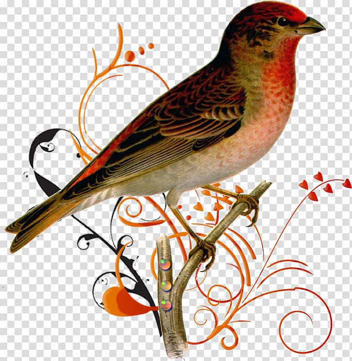 Common rosefinch House Sparrow Bird Ortolan Bunting, Bird transparent background PNG clipart