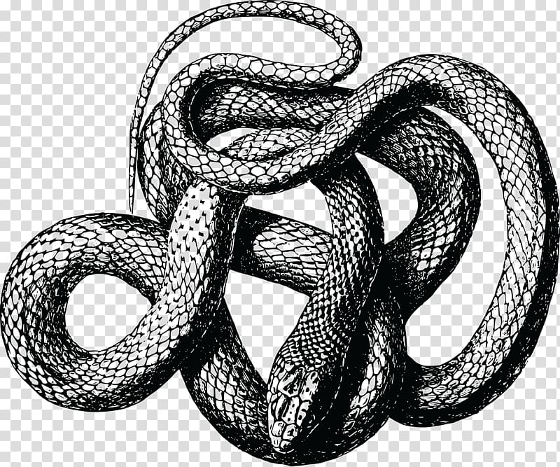 Black rat snake Copperhead, snakes transparent background PNG clipart