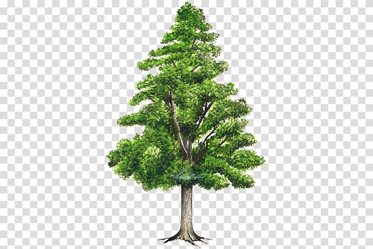 Pine Honduras Weeping fig Spruce Tree, tree transparent background PNG clipart