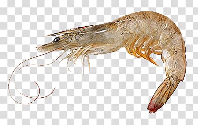 gray shrimp, Grey Shrimp transparent background PNG clipart