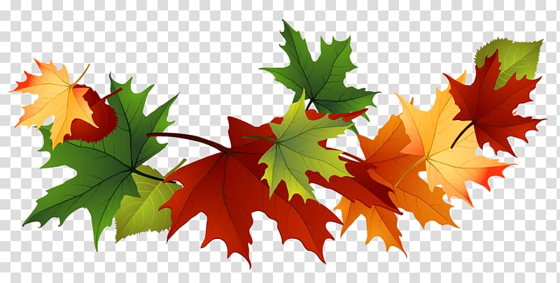 Autumn leaf color , Fall Leaves , red and green maple leaf transparent background PNG clipart