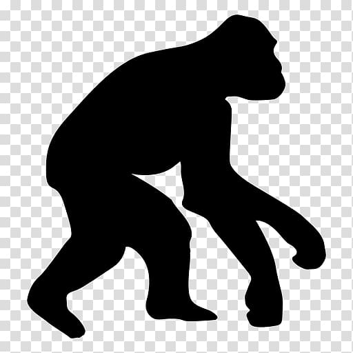 Ape Homo sapiens Human evolution Chimpanzee, gorilla transparent background PNG clipart