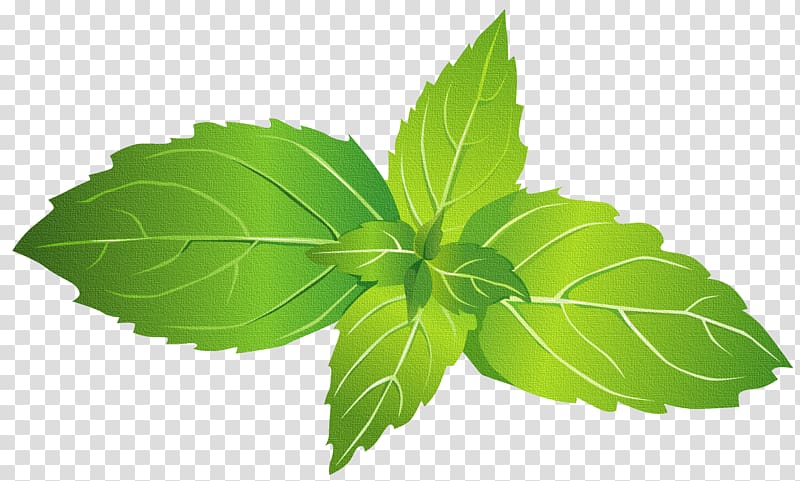 Mentha spicata Peppermint Mentha canadensis Leaf, Leaf transparent background PNG clipart