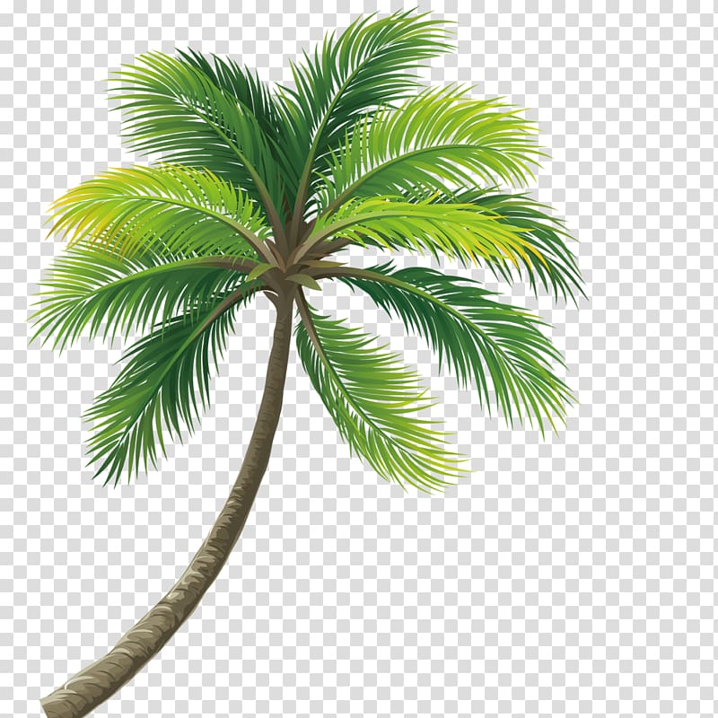 Lush coconut trees transparent background PNG clipart | HiClipart