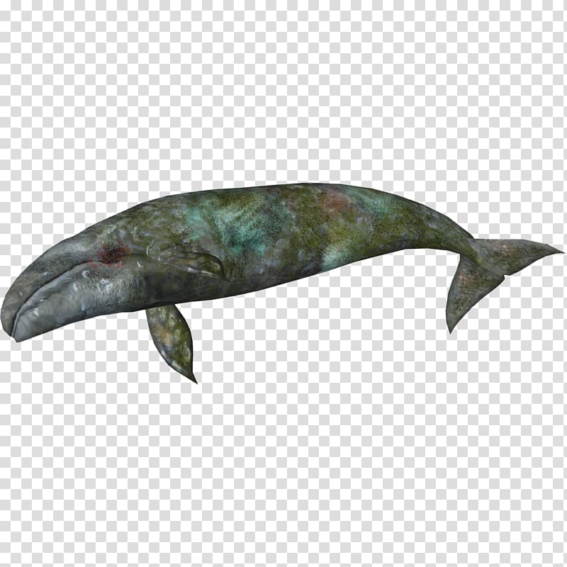 Zoo Tycoon 2 Sperm whale Porpoise Dolphin, whale transparent background PNG clipart