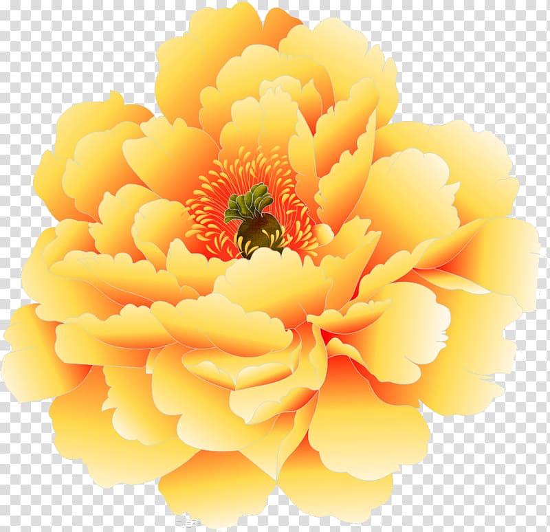 yellow and orange petaled flowers illustration, Moutan peony Yellow, peony transparent background PNG clipart