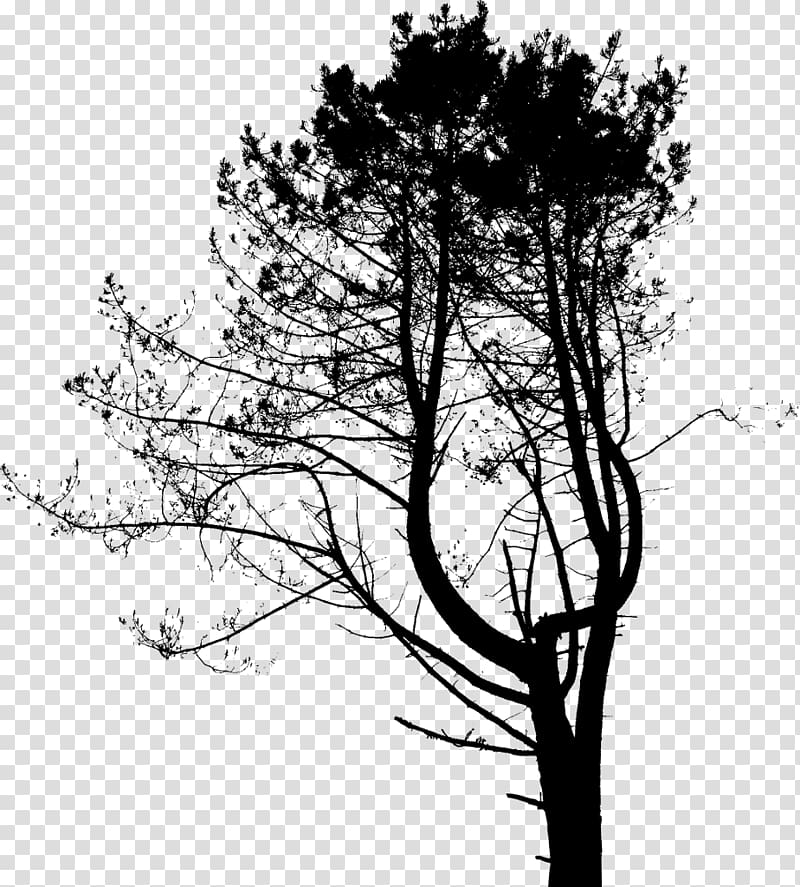 Twig Plant stem Leaf Pine Silhouette, Leaf transparent background PNG clipart