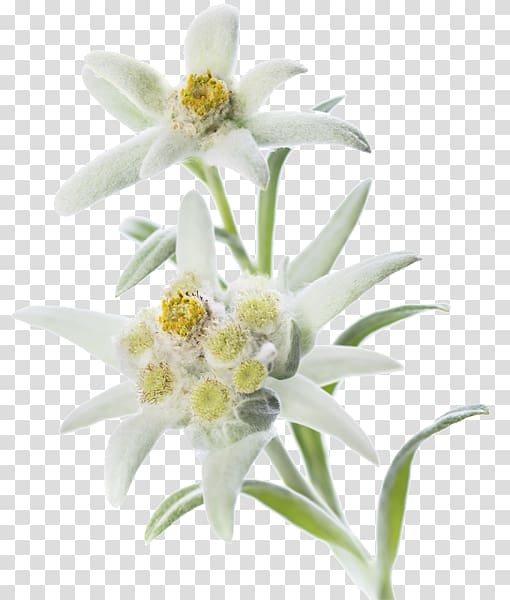 Edelweiss transparent background PNG clipart