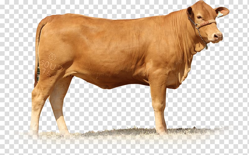Calf Senepol Dairy cattle Taurine cattle Brahman cattle, bull transparent background PNG clipart