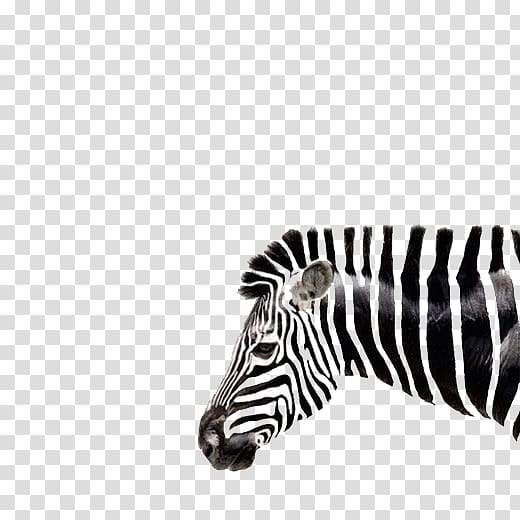 Zebra Drawing Art, Art Zebra head shape transparent background PNG clipart
