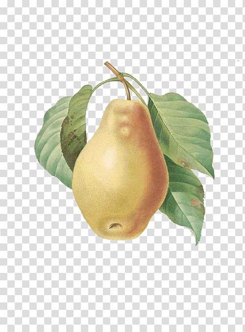 European pear Fruit Printmaking Botany Illustration, Yellow pear transparent background PNG clipart