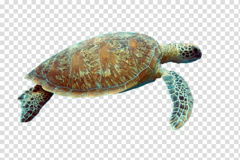 Box turtle Reptile Sea turtle Tortoise, turtle transparent background PNG clipart