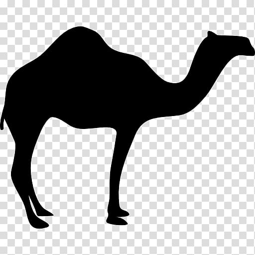 Dromedary Bactrian camel Silhouette , Silhouette transparent background PNG clipart