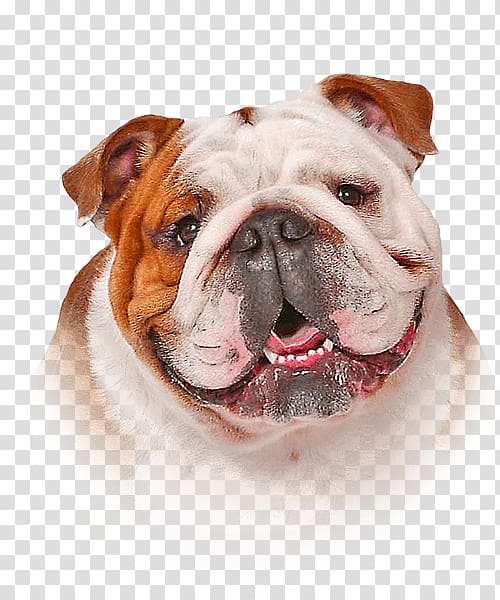 Shampoo Dog Hair conditioner Oatmeal Skin, bulldog transparent background PNG clipart