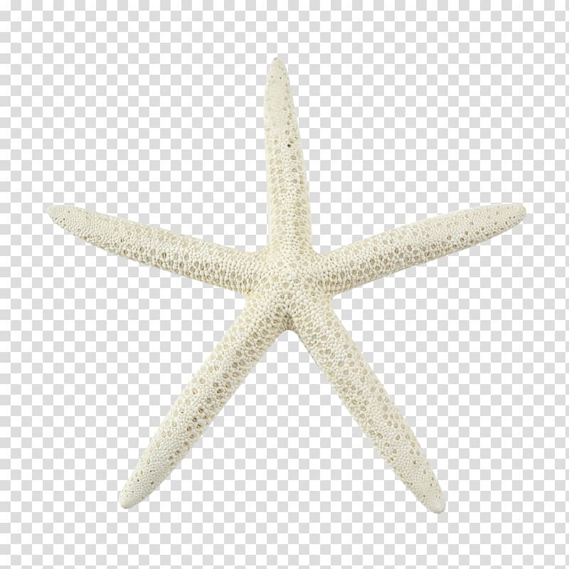 Starfish Bleach Marine invertebrates Echinoderm, sea star transparent background PNG clipart