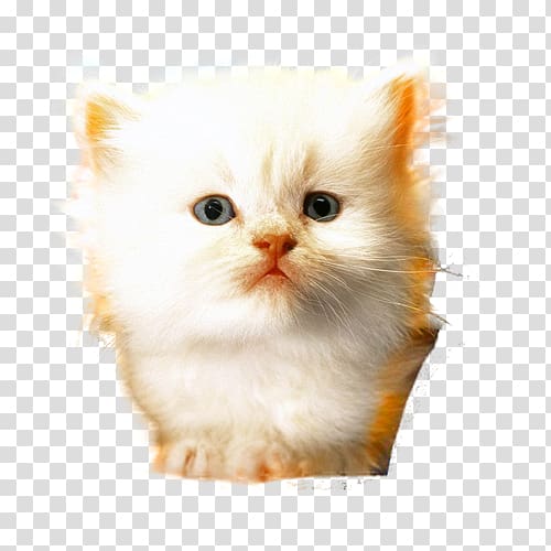 Ragamuffin cat Minuet cat Whiskers Domestic long-haired cat Domestic short-haired cat, Cute cat head transparent background PNG clipart