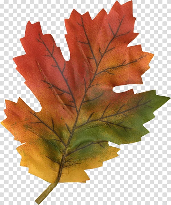 Maple leaf, yaprak transparent background PNG clipart