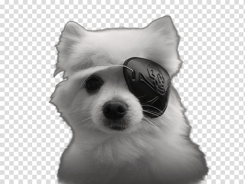 white Pomeranian puppy with eye patch illustration, Gabe the Dog Eyepatch transparent background PNG clipart