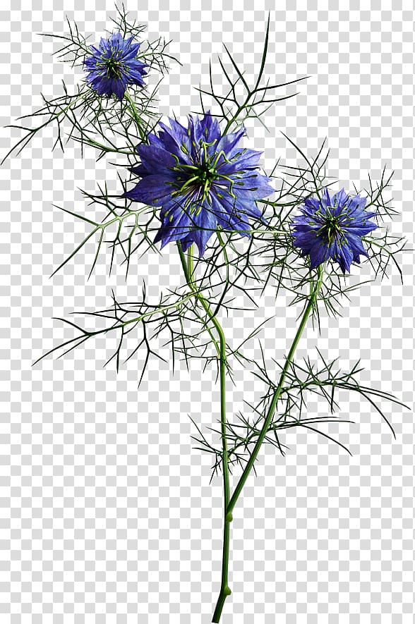Wildflower, flower transparent background PNG clipart