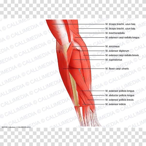 Thumb Elbow Muscle Forearm Anatomy, arm transparent background PNG clipart