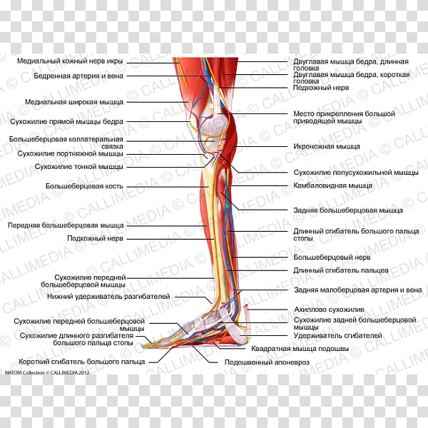 Human leg Muscle Blood vessel Knee Nerve, others transparent background PNG clipart