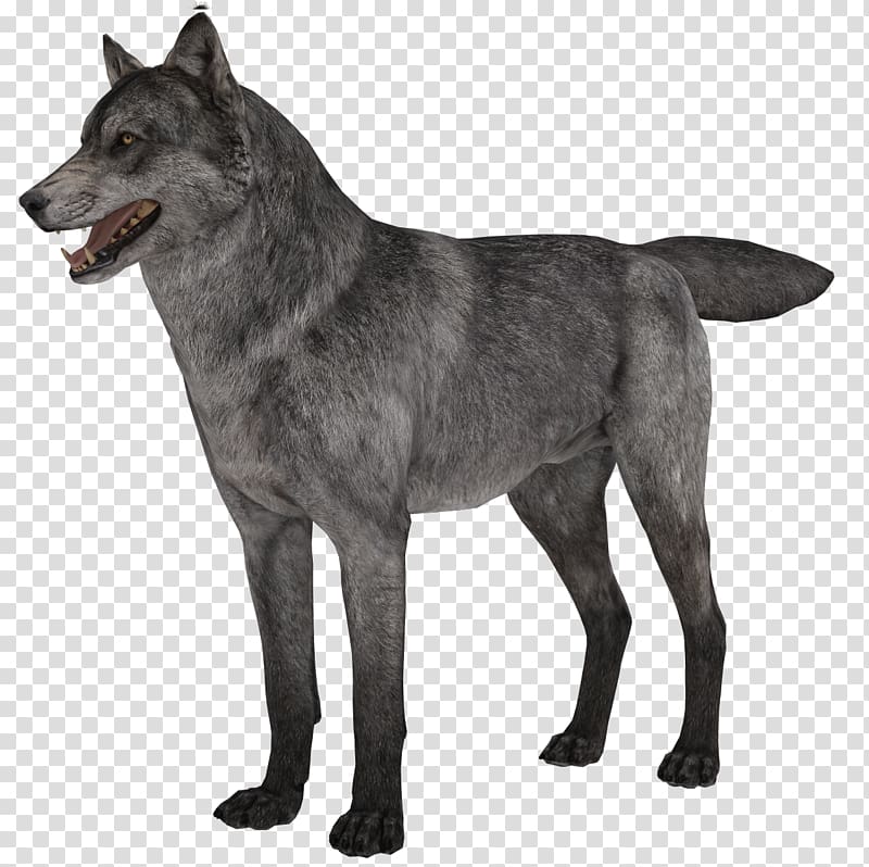 Saarloos wolfdog Czechoslovakian Wolfdog Arctic wolf African wild dog Puppy, fur transparent background PNG clipart