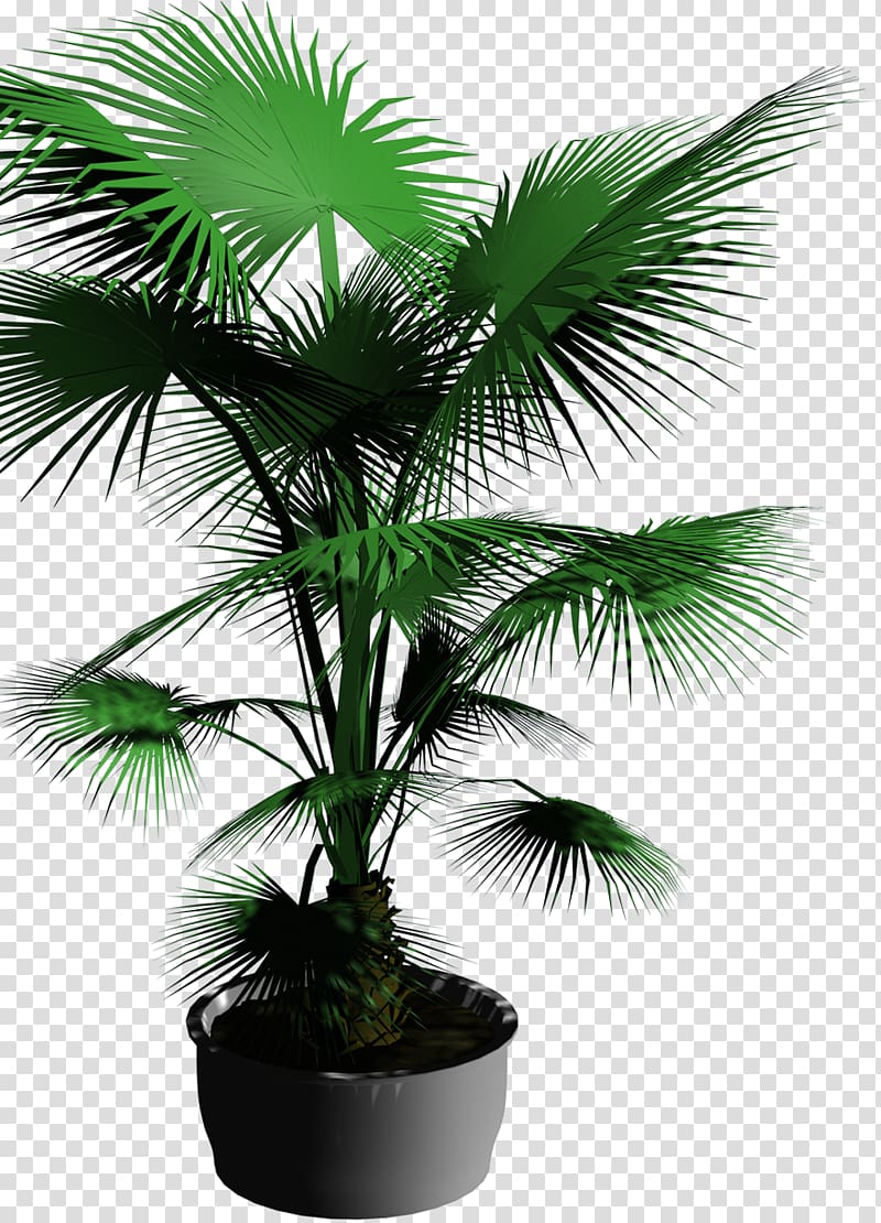 Bonsai Template Flowerpot Tree, Potted palm trees transparent background PNG clipart