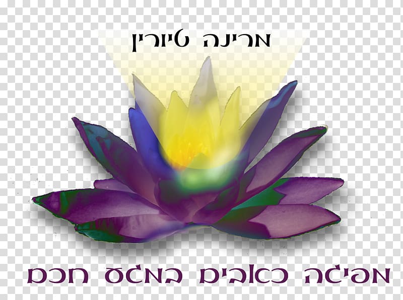 Petal Desktop Computer Font, lotus lamp transparent background PNG clipart