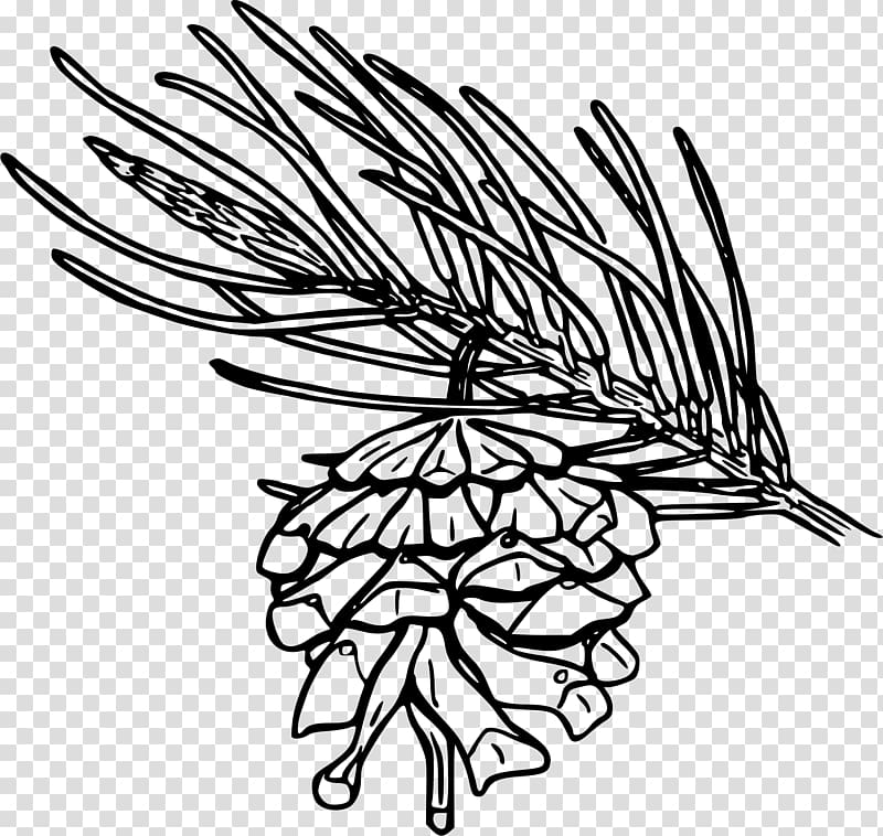 Pinus monophylla Pinyon pine Drawing Conifer cone , pine cone transparent background PNG clipart