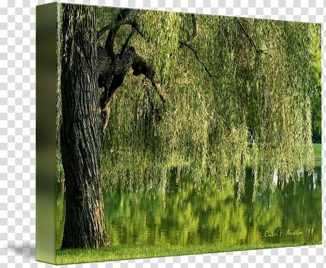 Trunk Tree Weeping willow Woodland kind, weeping willow transparent background PNG clipart