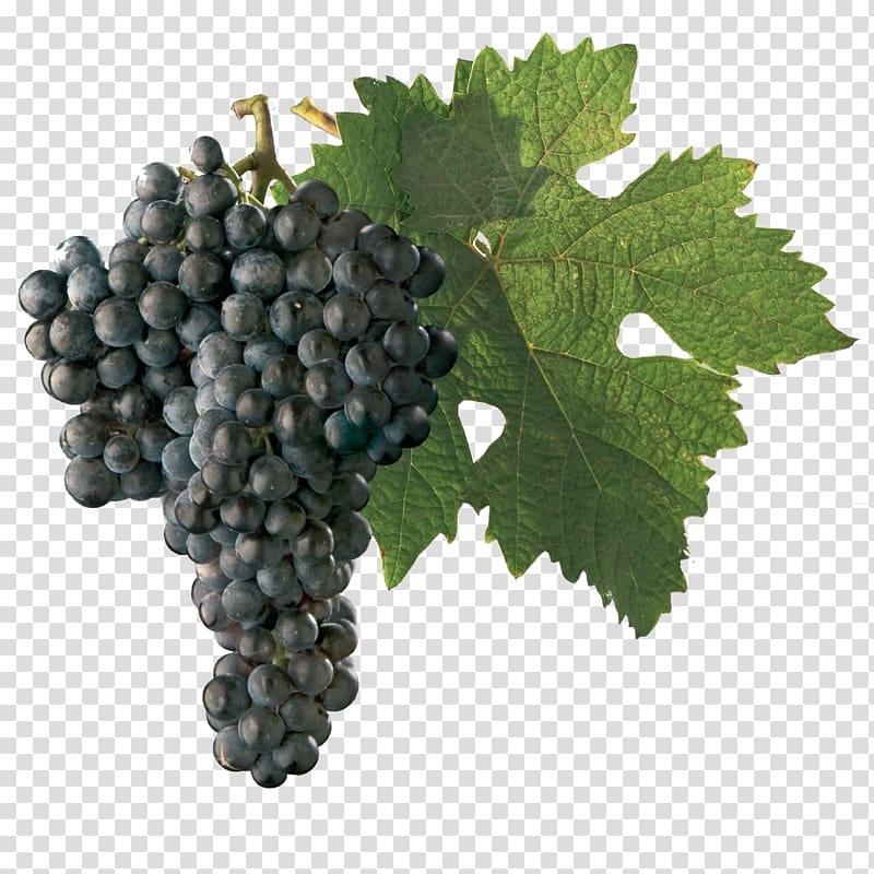 Sultana Dornfelder Wine Chenin blanc Grape, wine transparent background PNG clipart