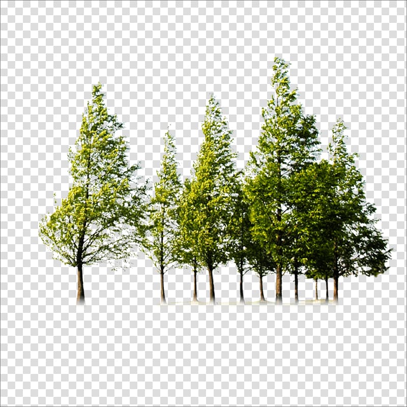 Tree, Trees, green trees transparent background PNG clipart